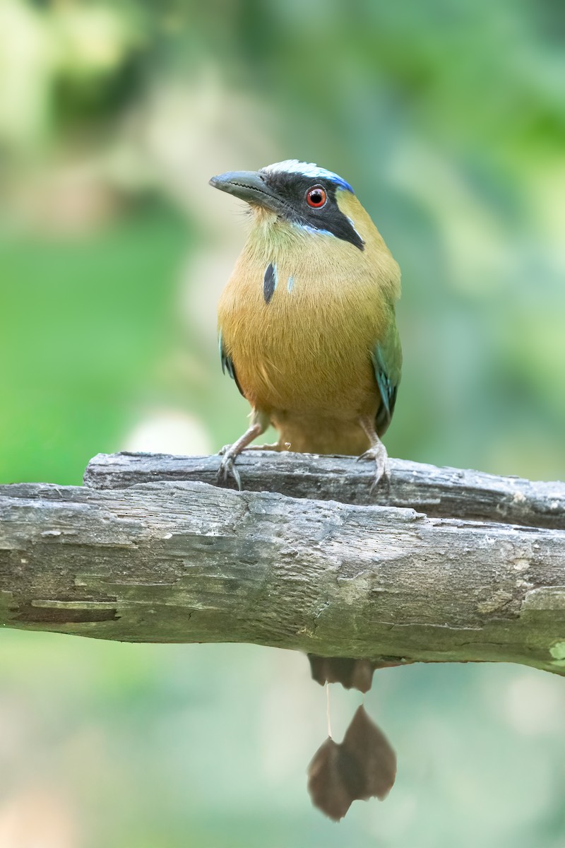 Whooping Motmot - ML644219332