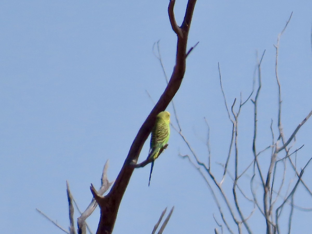 Budgerigar - ML644219344