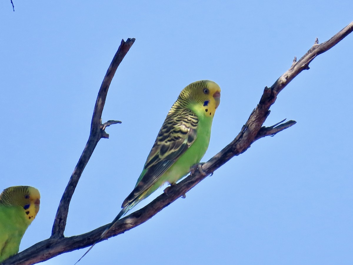 Budgerigar - ML644219346
