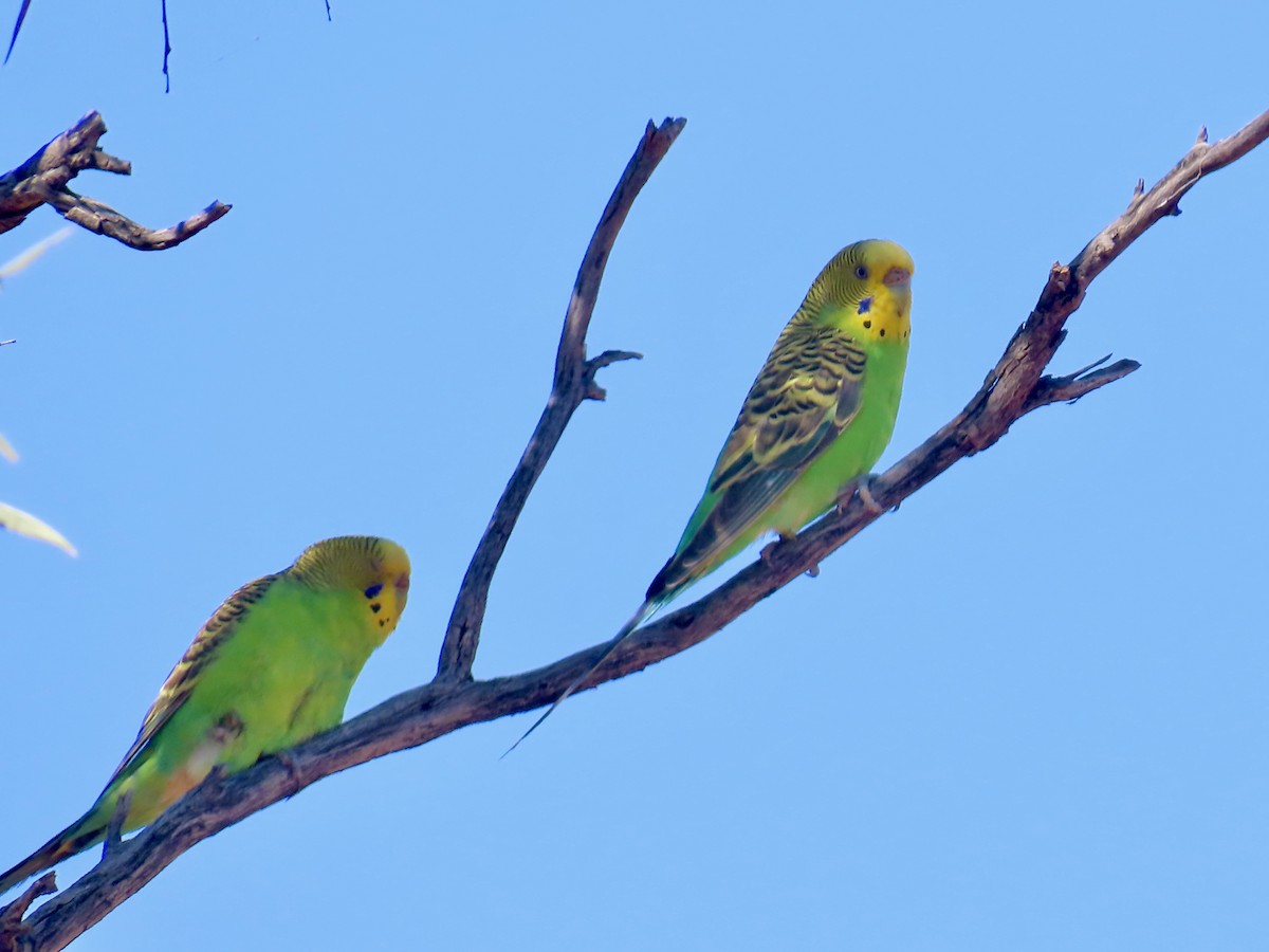 Budgerigar - ML644219347