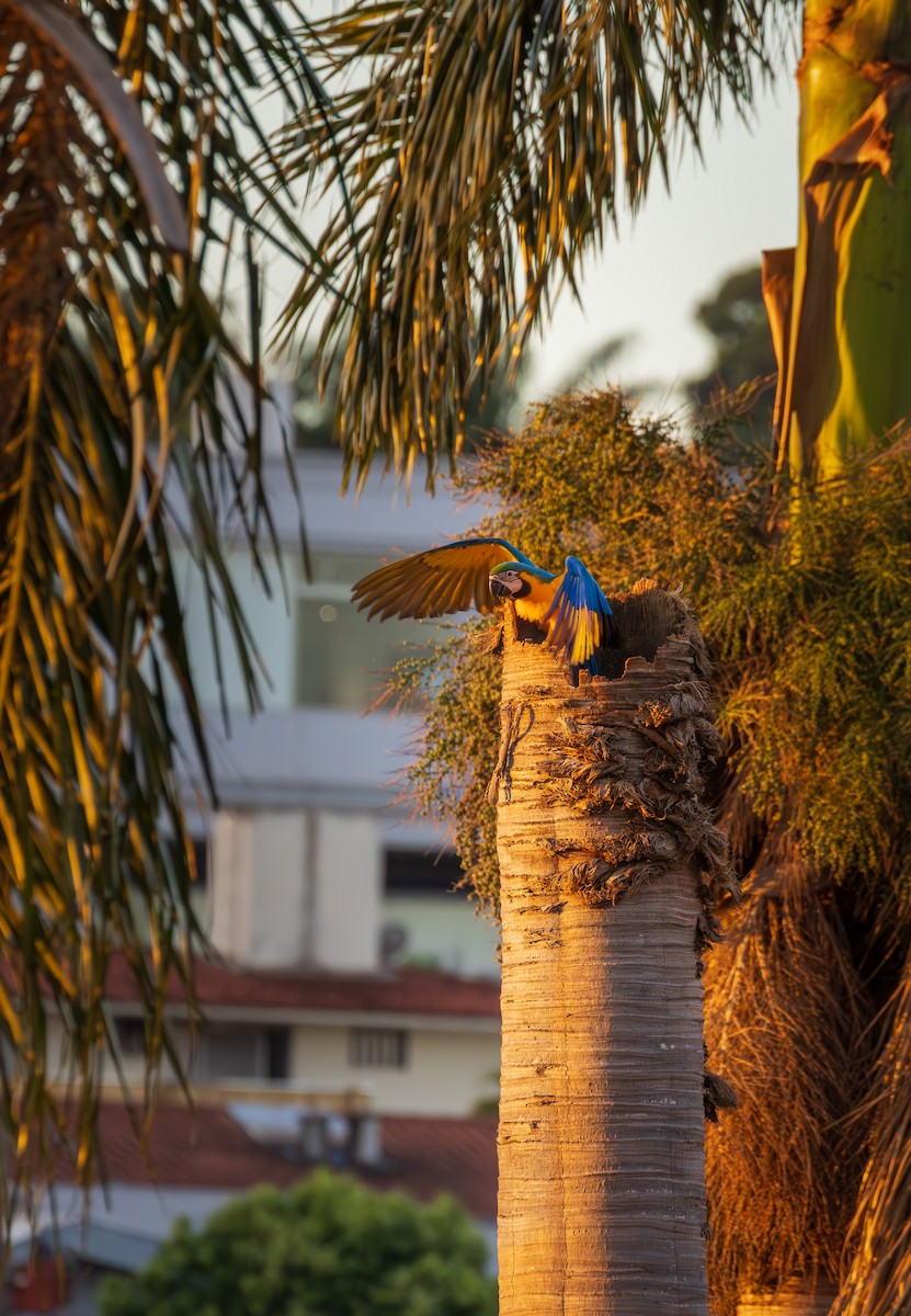 ルリコンゴウインコ - ML644219348