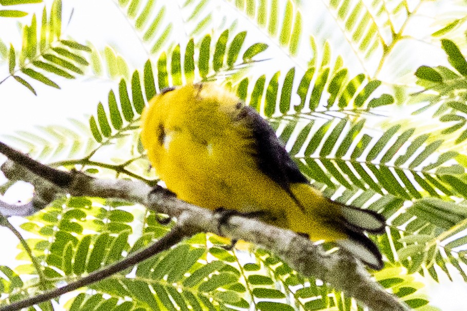 Yellow-throated Euphonia - ML644219383