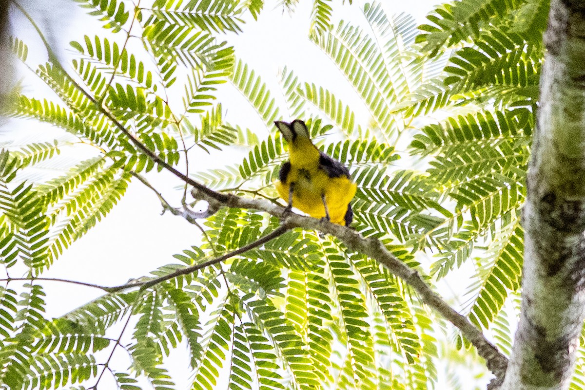 Yellow-throated Euphonia - ML644219384