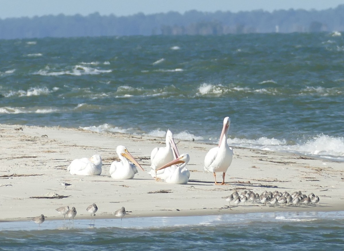 アメリカシロペリカン - ML644219386