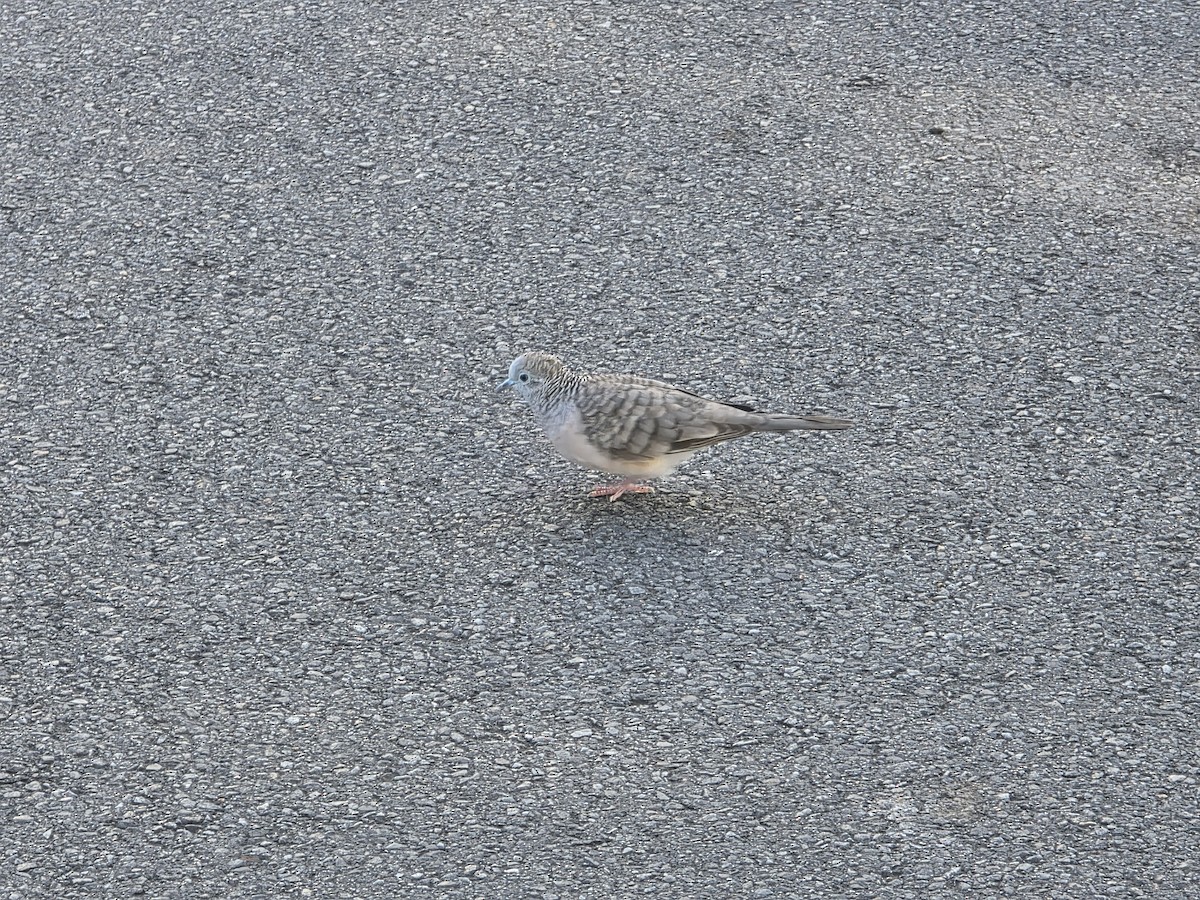 オーストラリアチョウショウバト - ML644219388