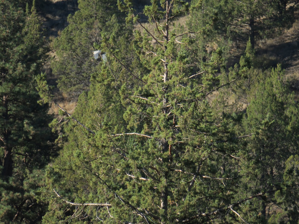 Great Blue Heron - ML644219391