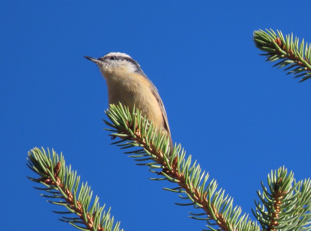 Red-breasted Nuthatch - ML644219413