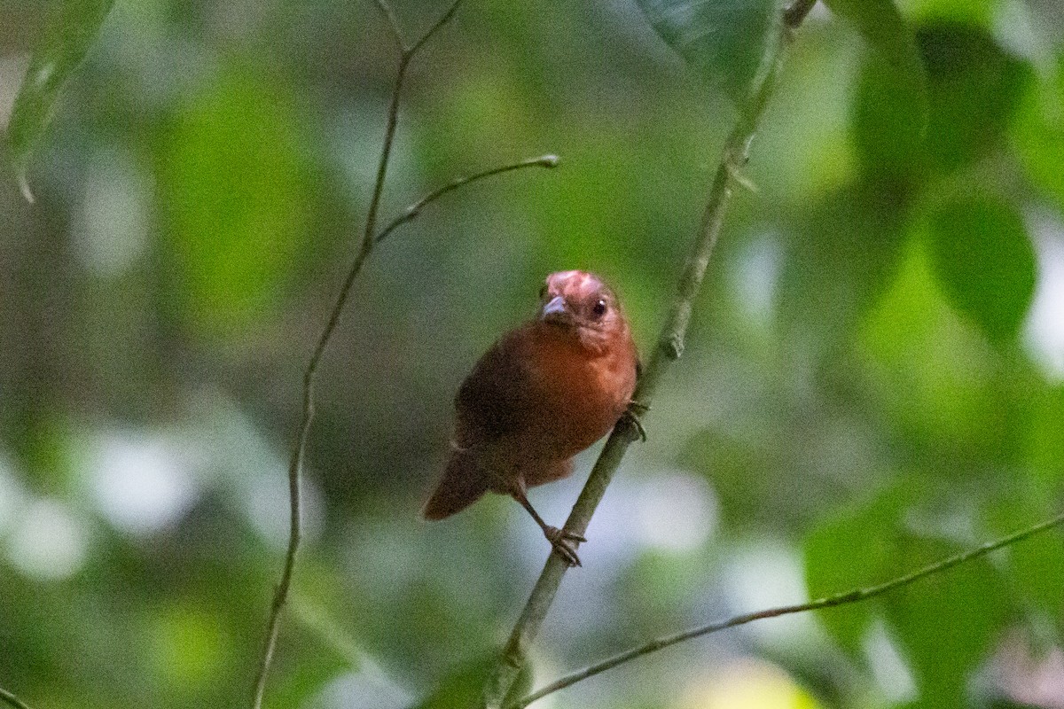 Red-crowned Ant-Tanager - ML644219414