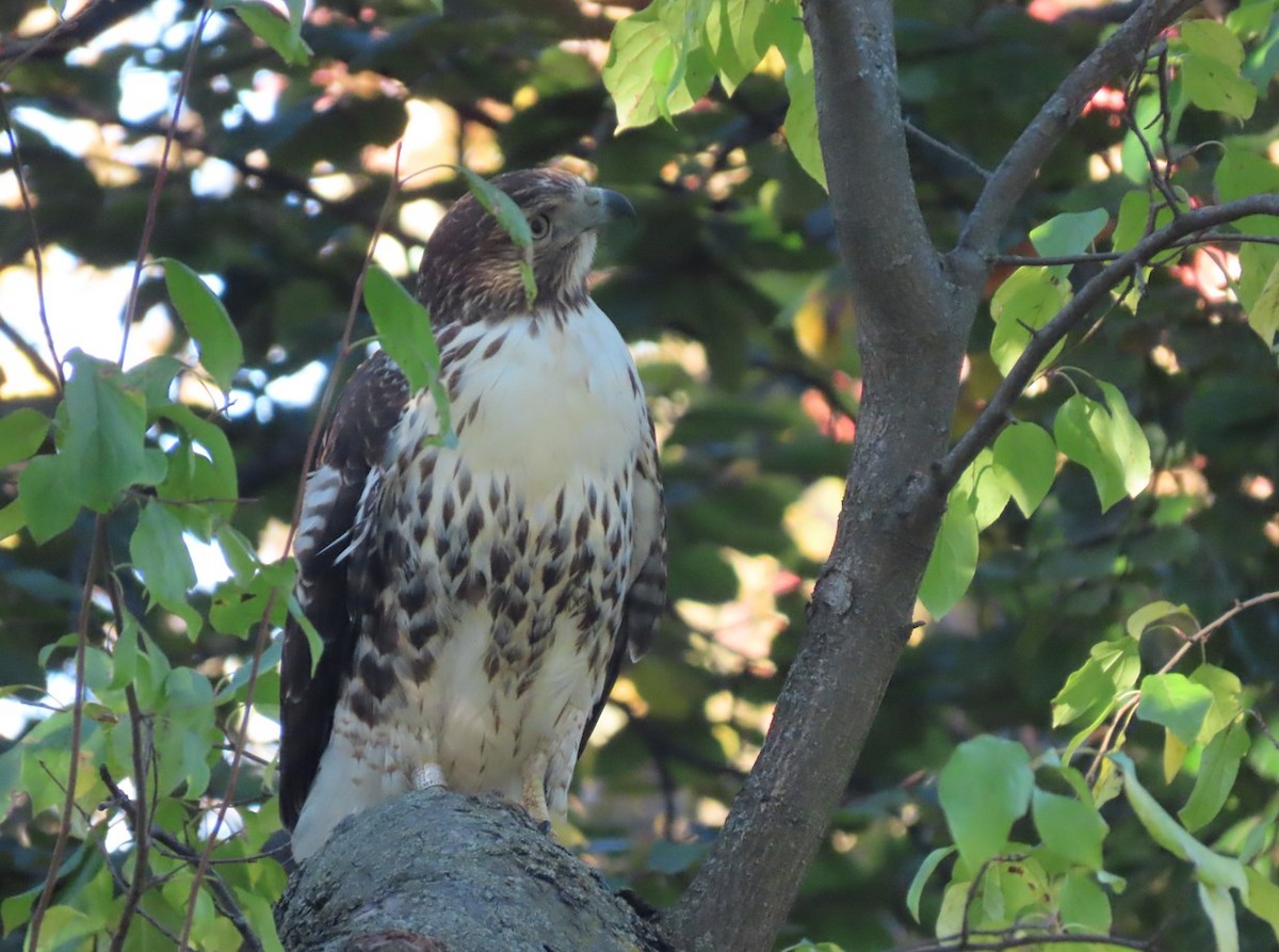 Red-tailed Hawk - ML644219422