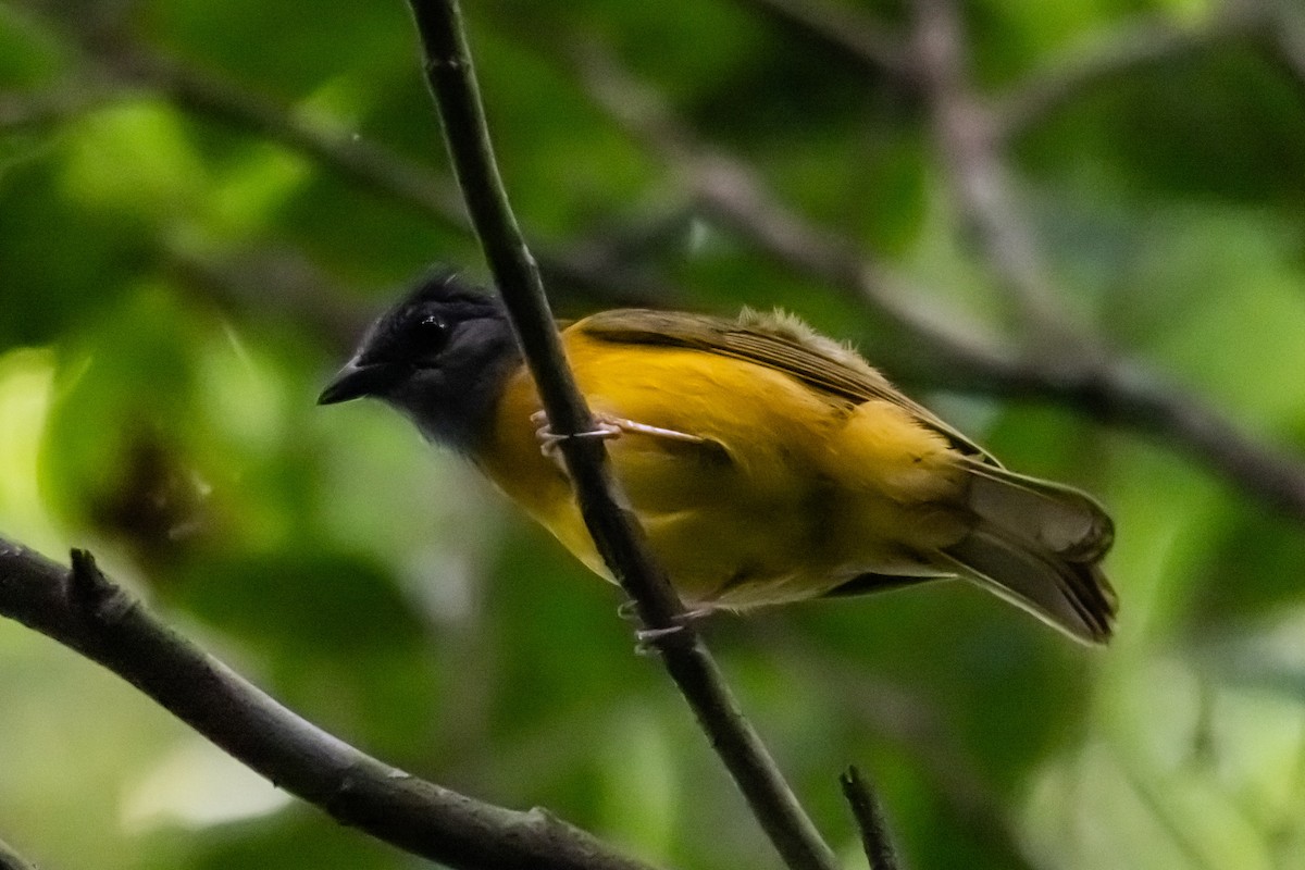 カンムリフウキンチョウ - ML644219438