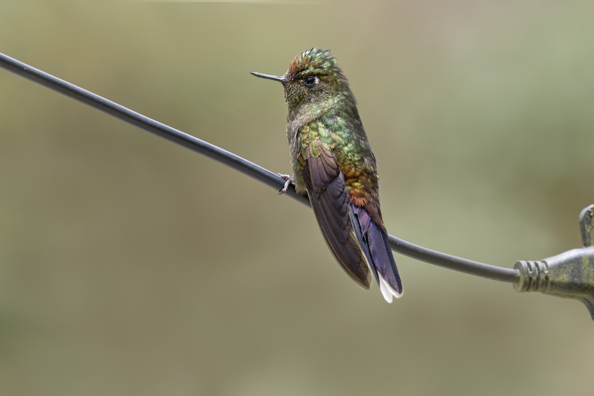 Rainbow-bearded Thornbill - ML644219444