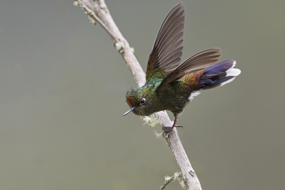 Rainbow-bearded Thornbill - ML644219445
