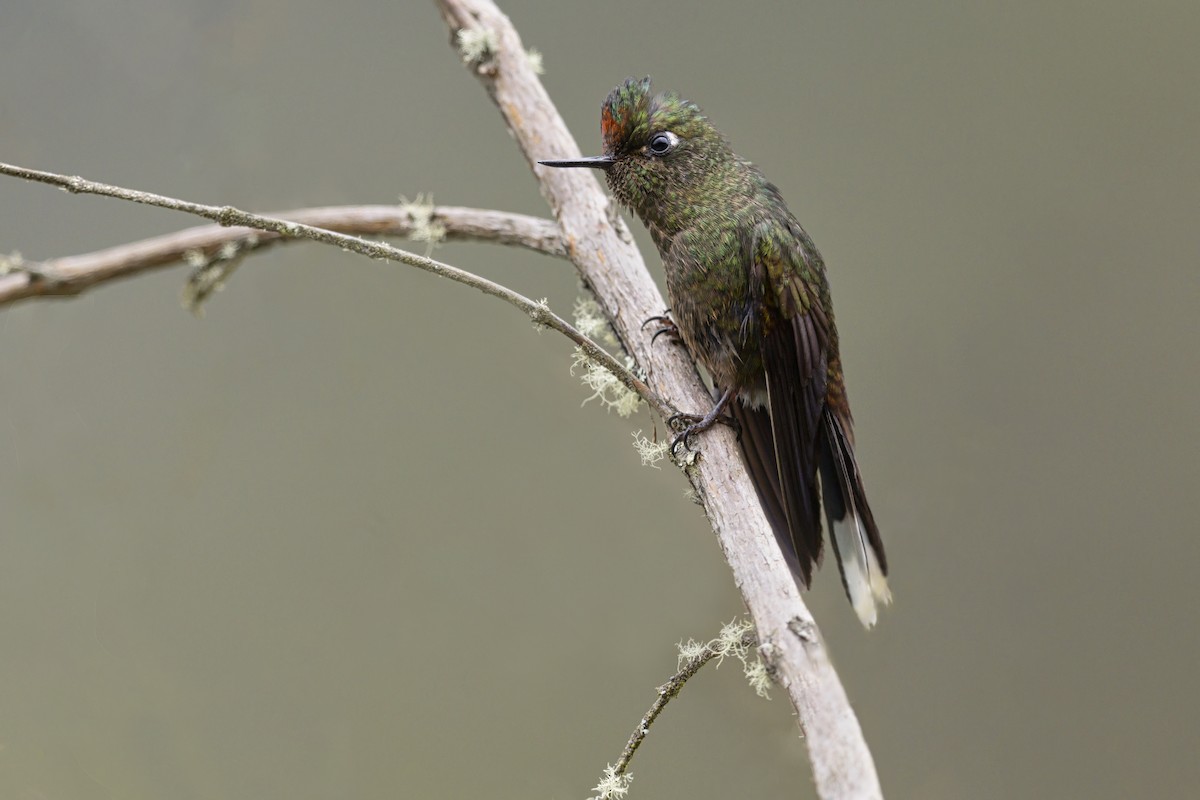 Rainbow-bearded Thornbill - ML644219446