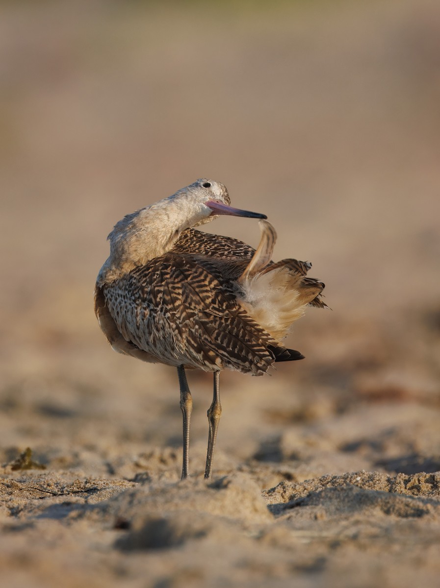 Marbled Godwit - John Callender