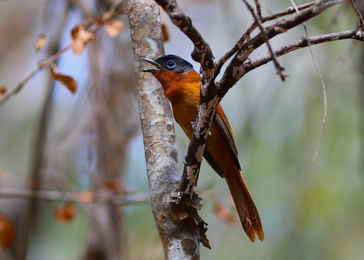 Tchitrec malgache - ML644219465