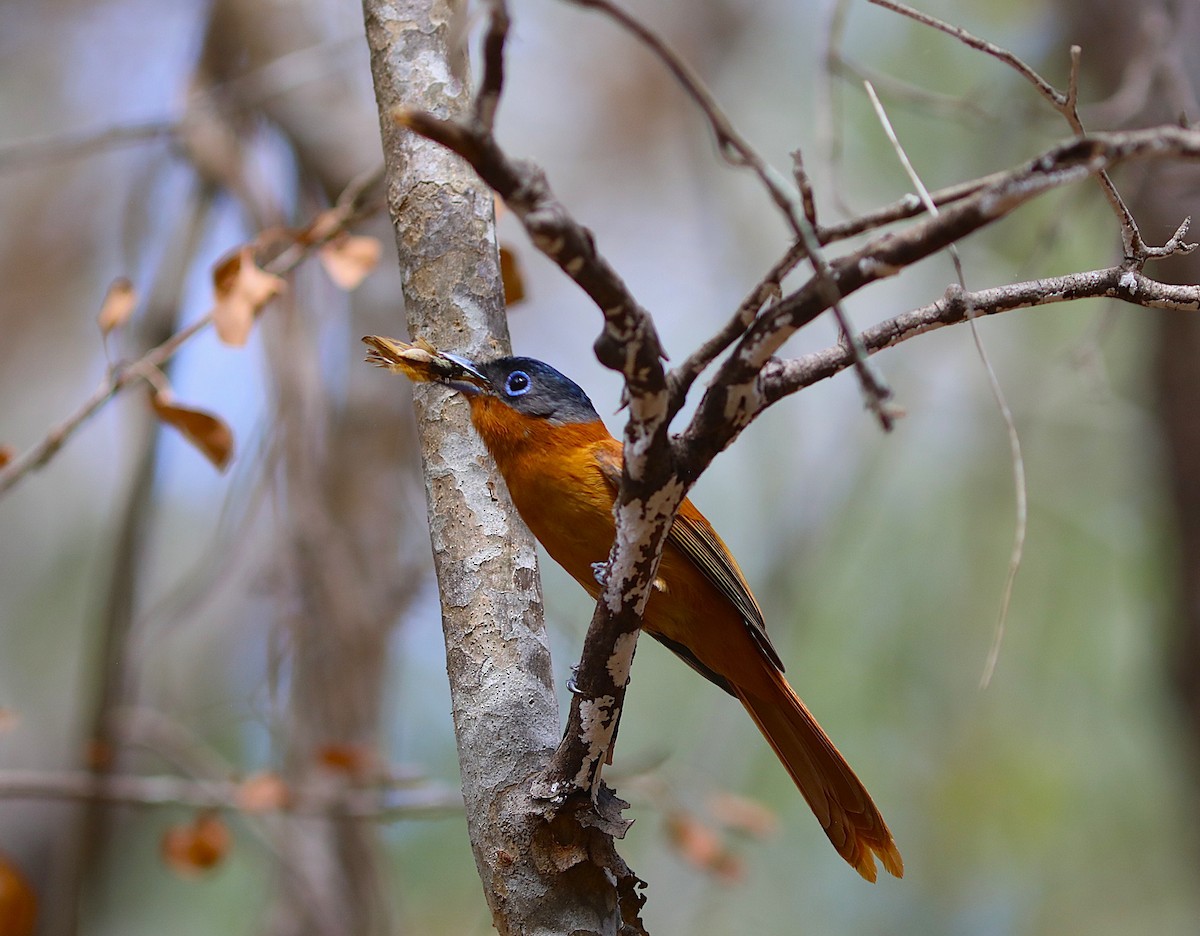 Tchitrec malgache - ML644219466