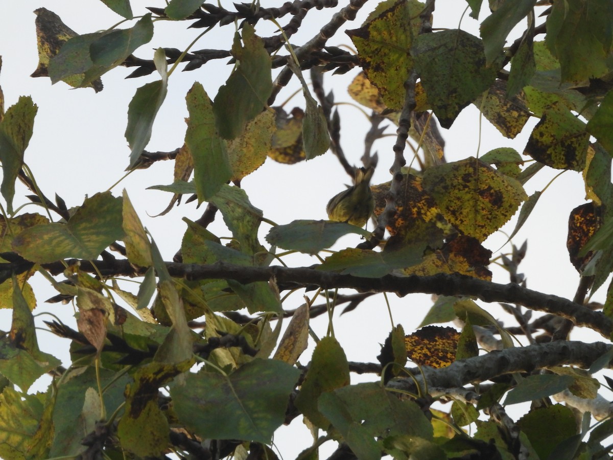 buskparula - ML644219467