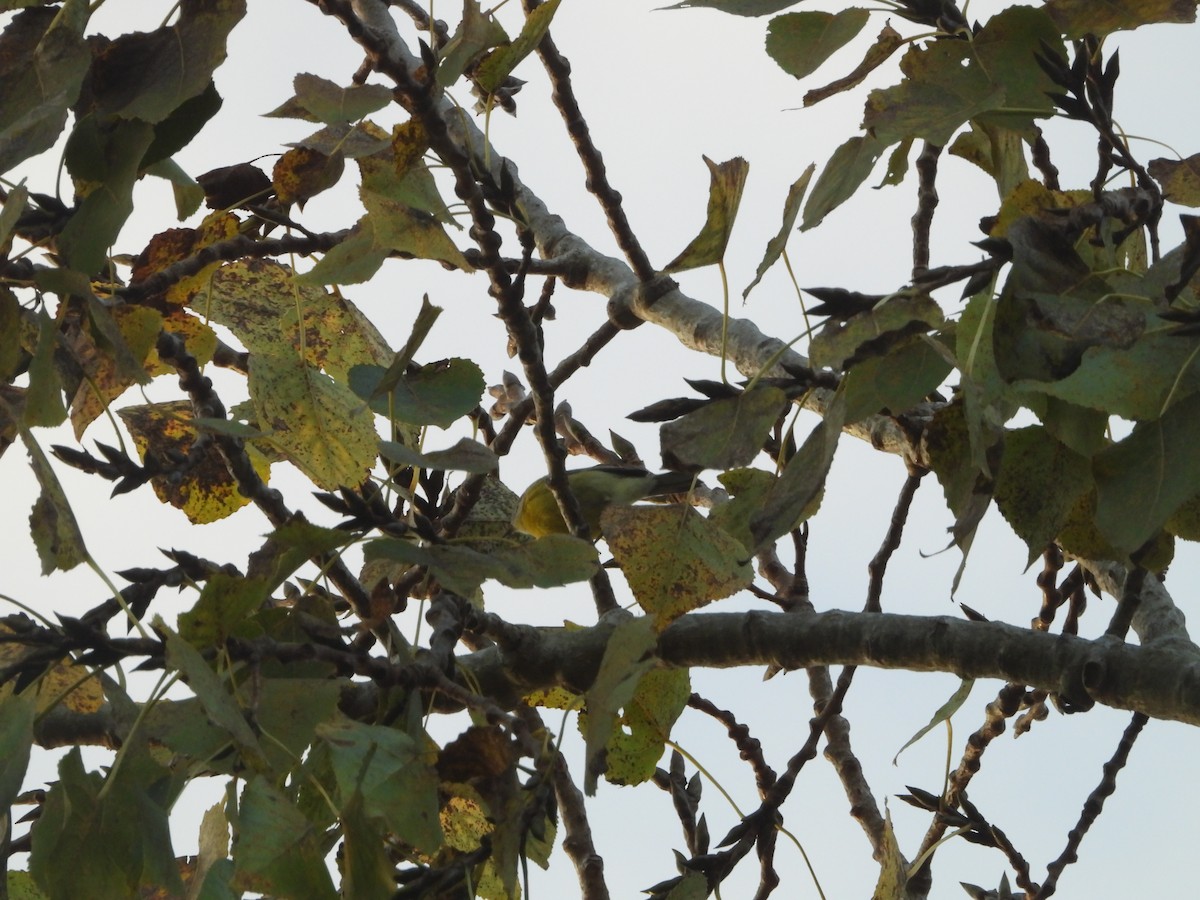 buskparula - ML644219474