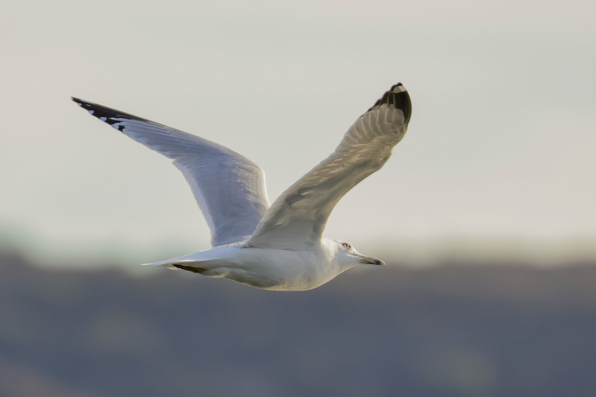 Gaviota de Delaware - ML644219479