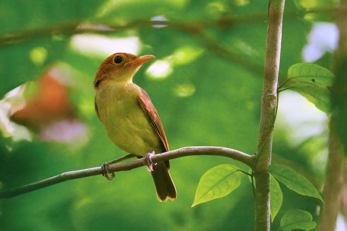 Rennell Whistler - ML644219482