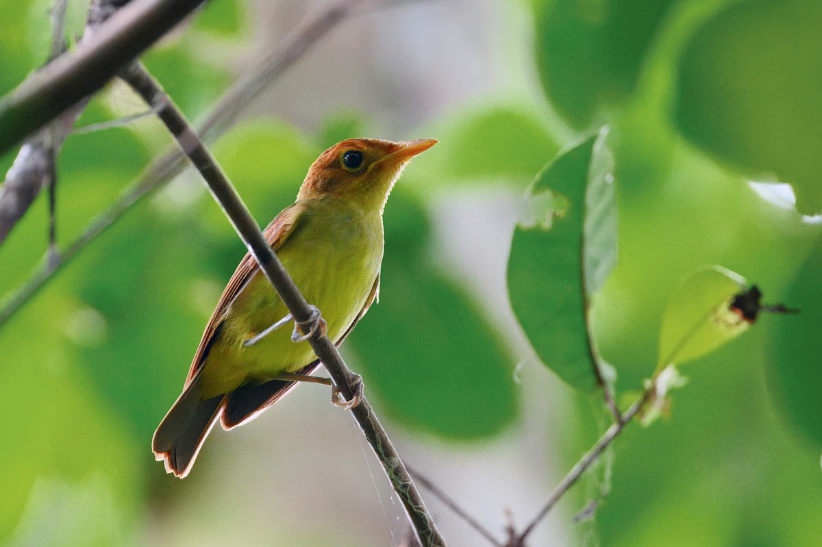 Rennell Whistler - ML644219483