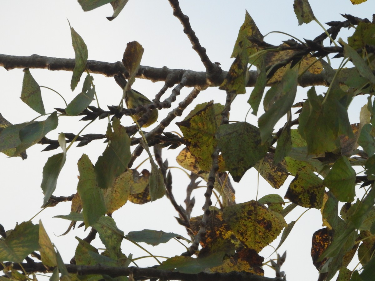 buskparula - ML644219485