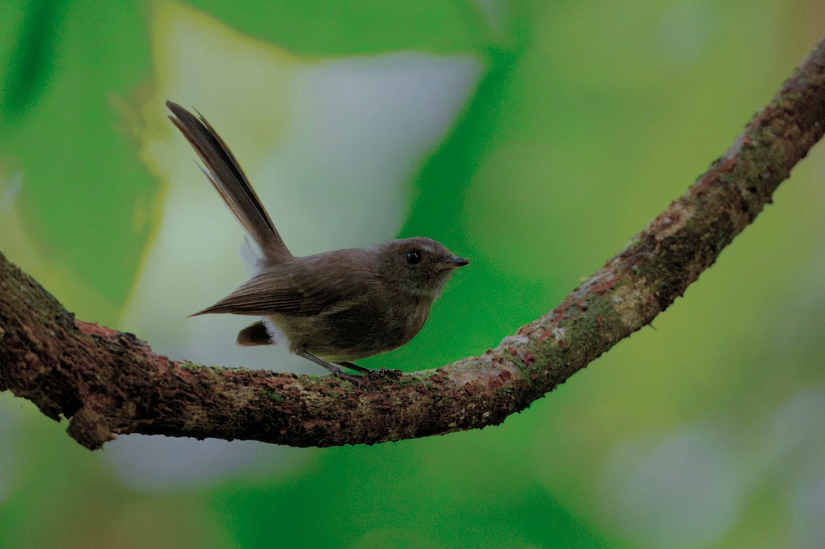 Rennell Fantail - ML644219489