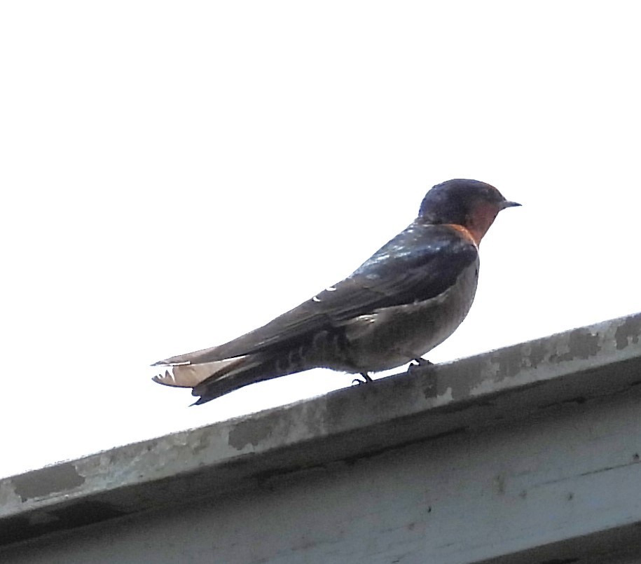 Hill Swallow - ML644219496