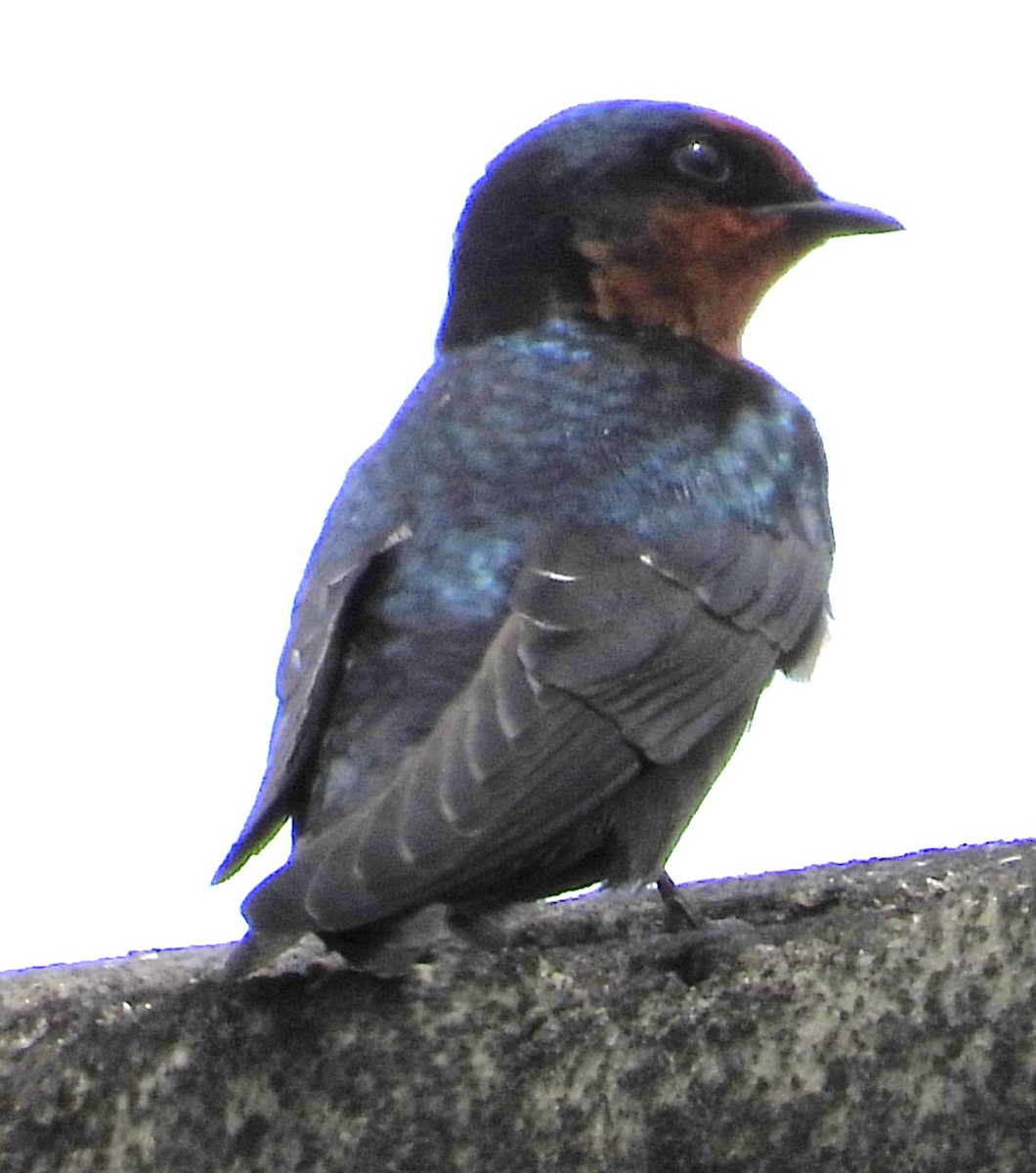 Hill Swallow - ML644219497