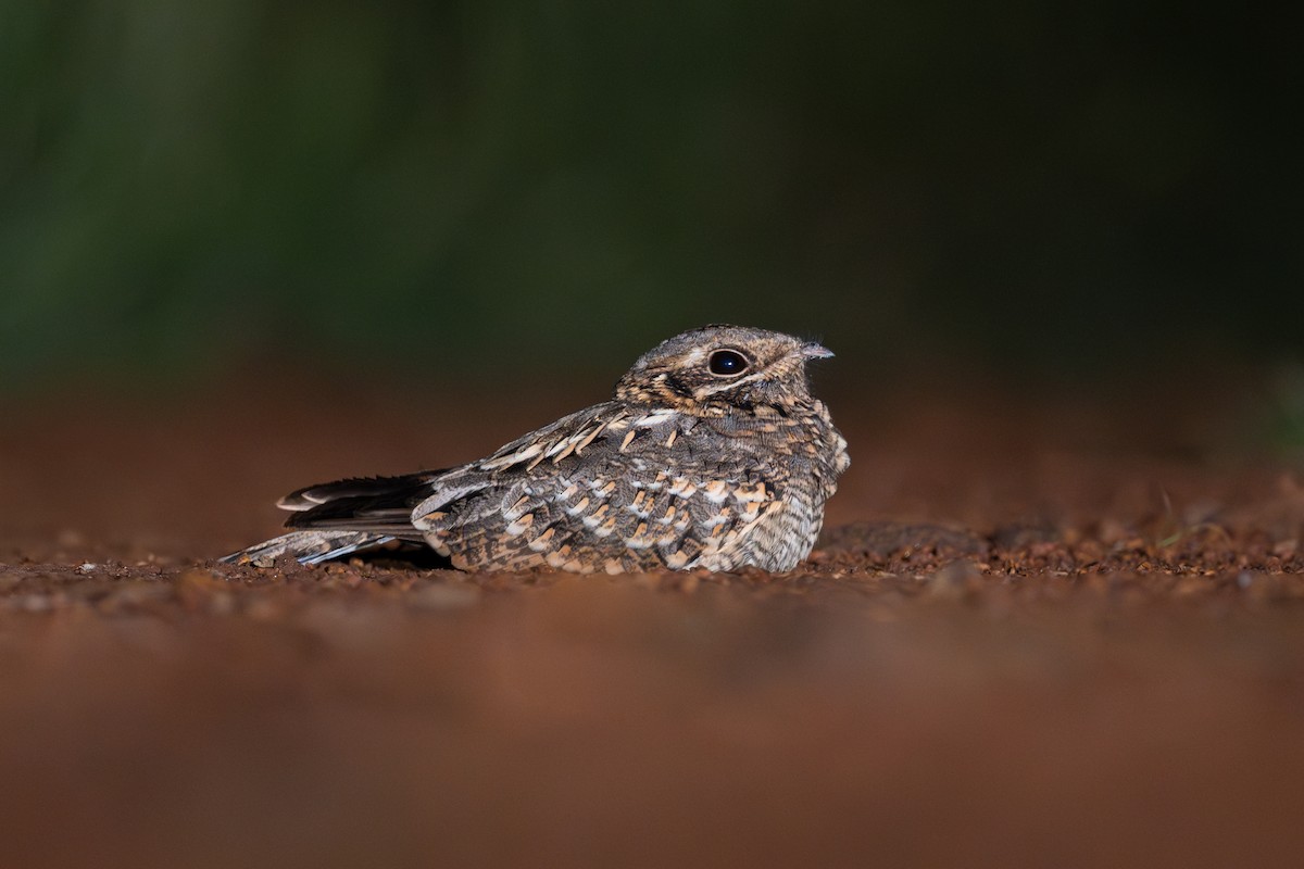 Hint Çobanaldatanı - ML644219504