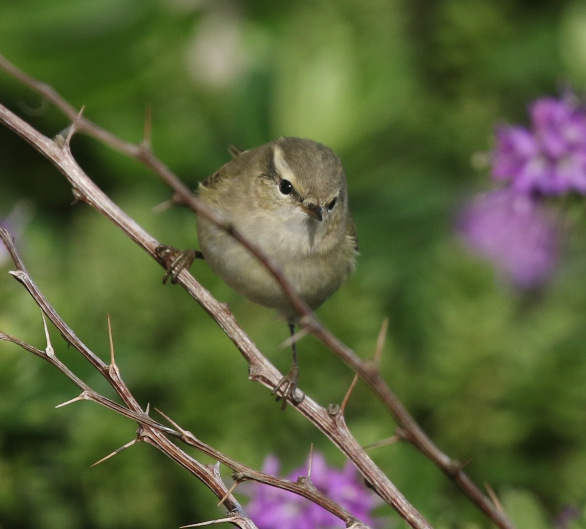 バフマユムシクイ - ML644219521