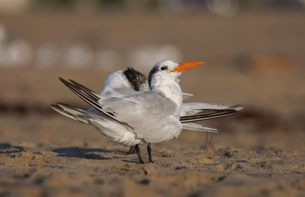 Royal Tern - John Callender