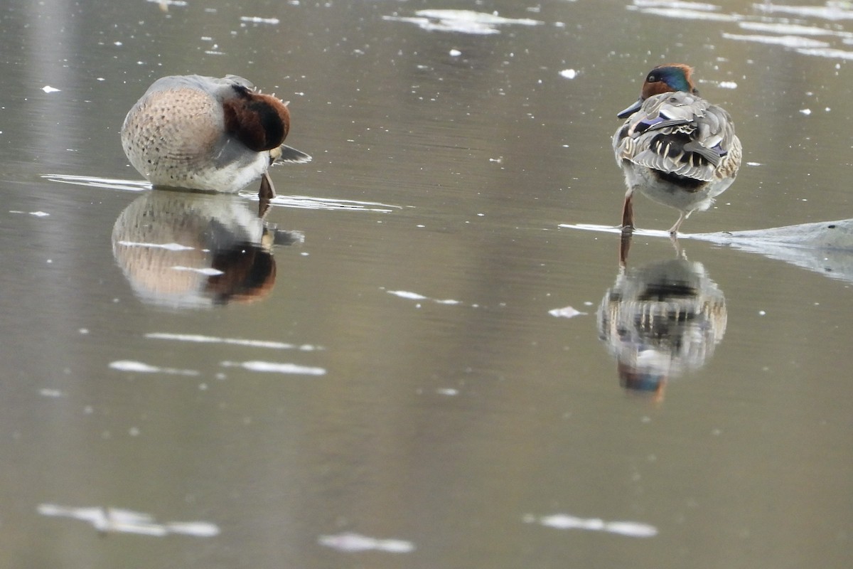 Green-winged Teal - ML644219531
