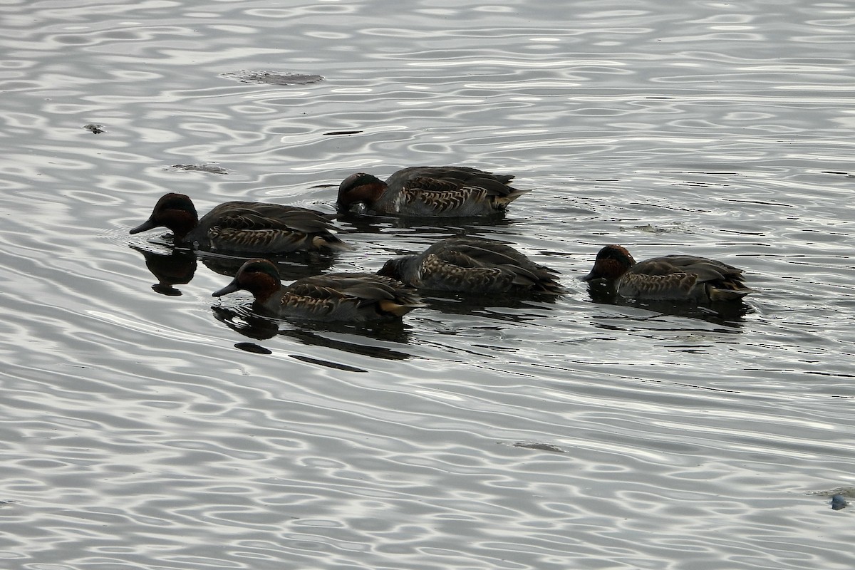 Green-winged Teal - ML644219547