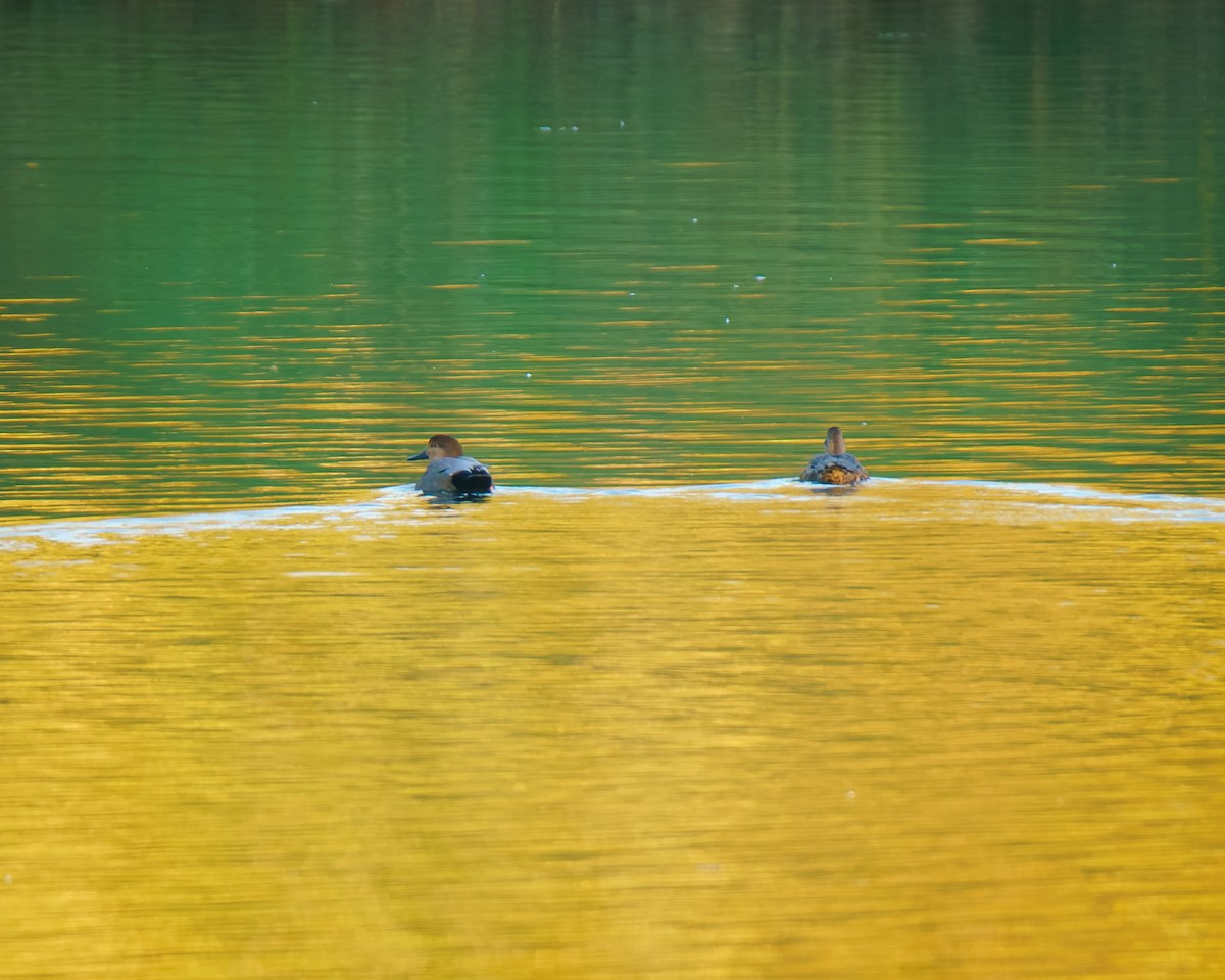 Бор нугас - ML644219549