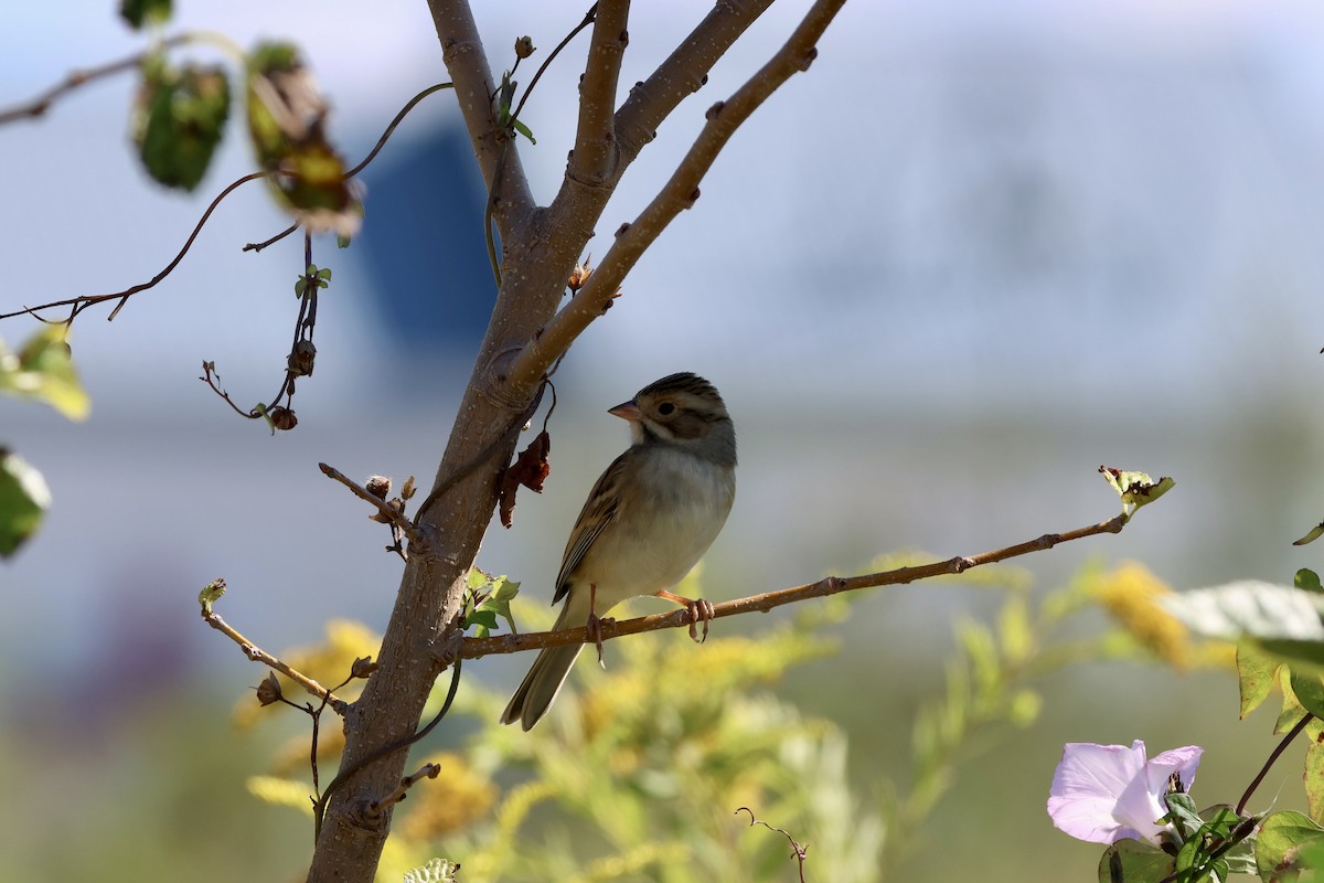 Clay-colored Sparrow - ML644219556