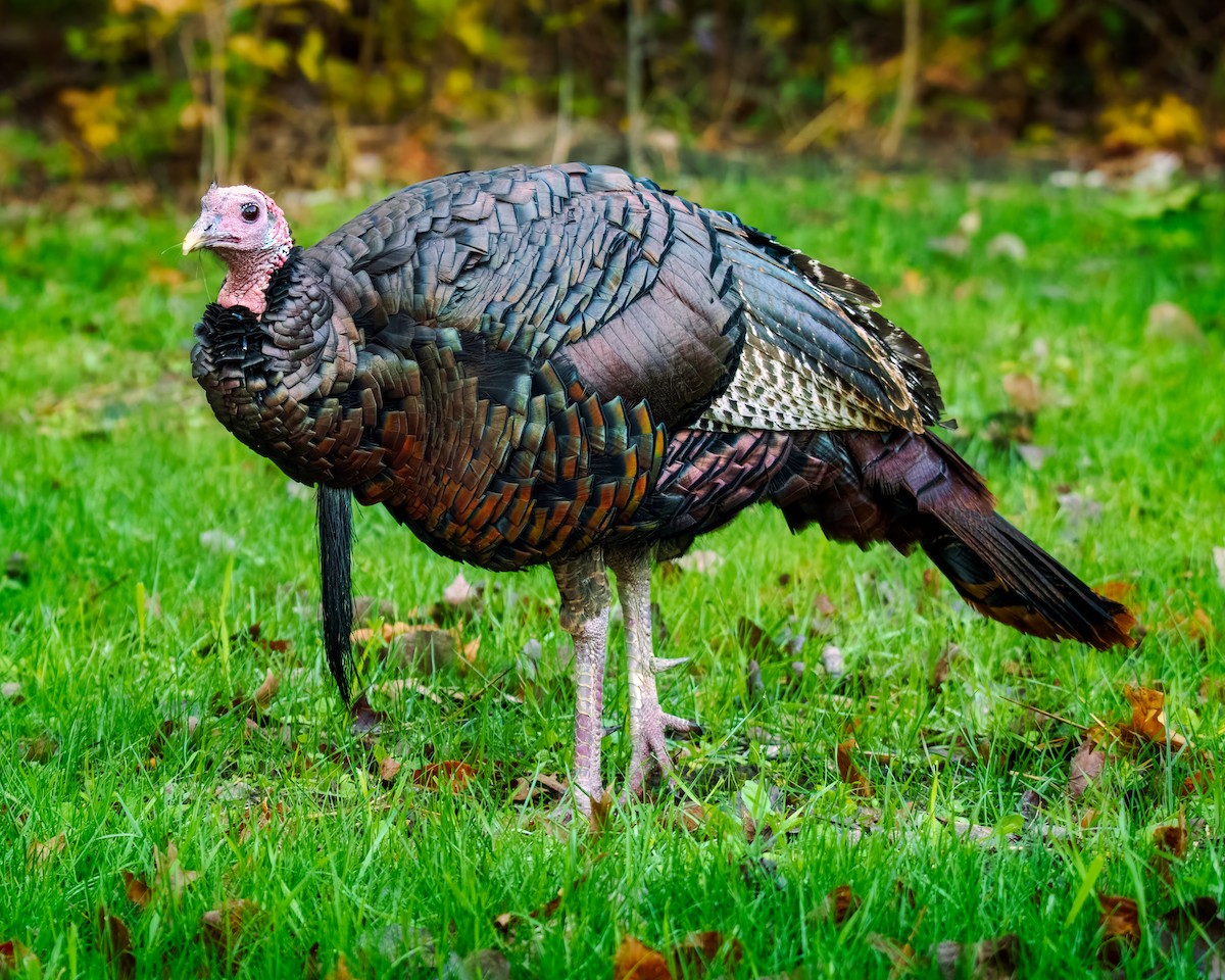 Wild Turkey - ML644219583