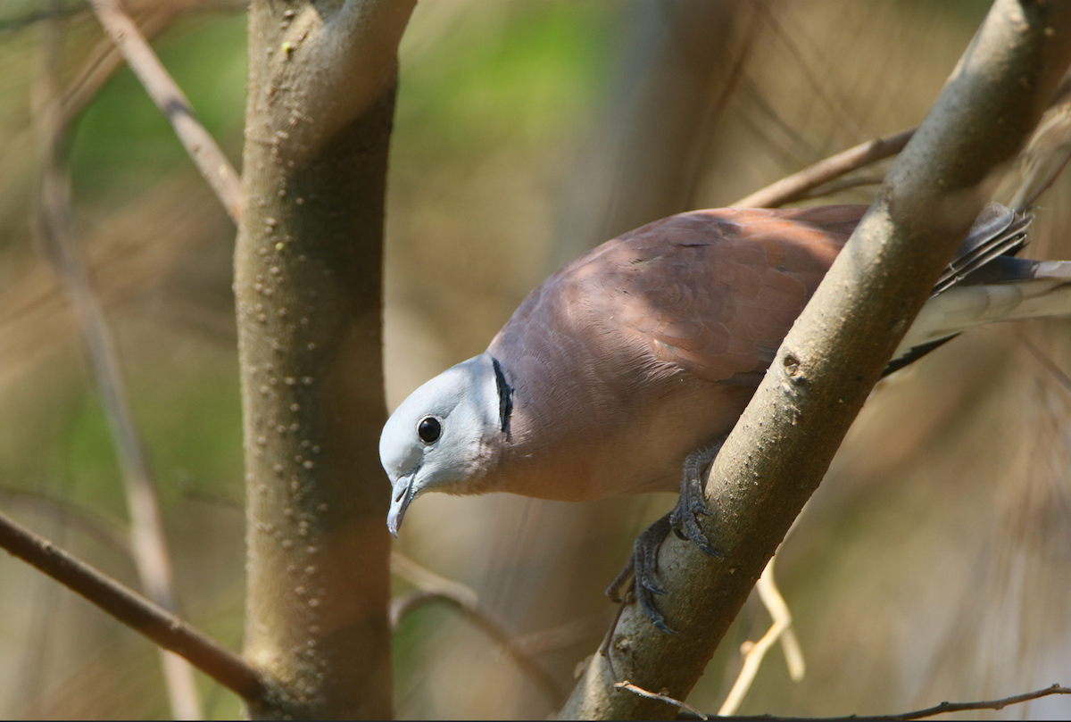 Red Collared-Dove - ML644219591