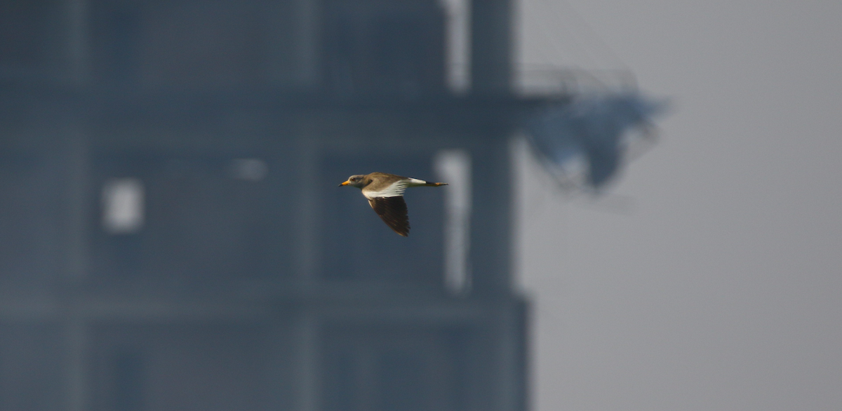 Gray-headed Lapwing - ML644219593