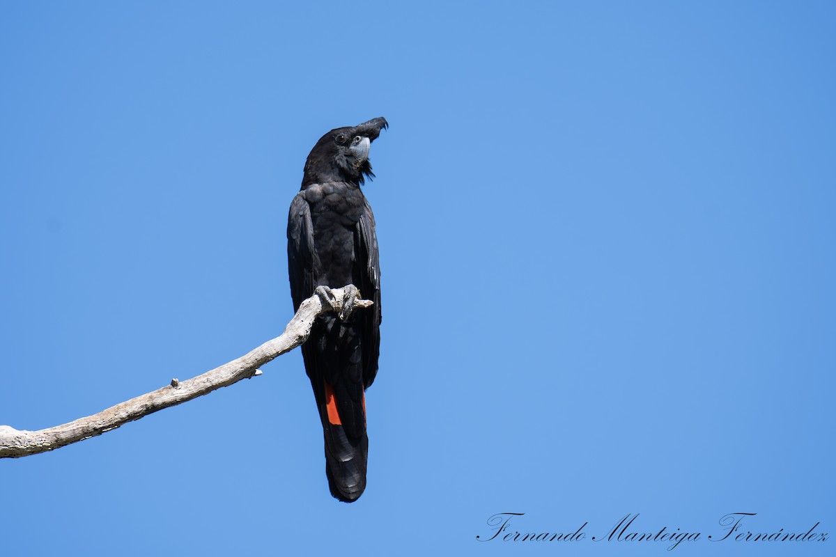 Red-tailed Black-Cockatoo - ML644219595