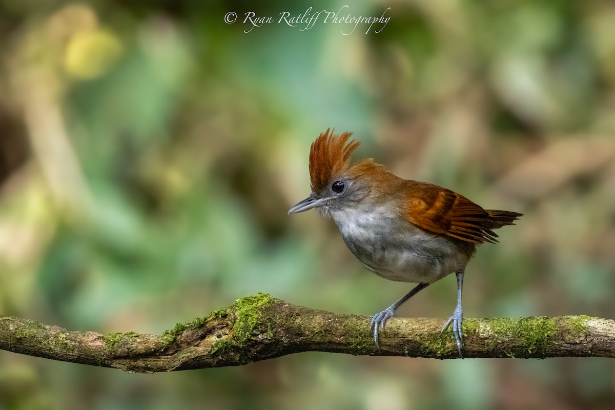 Alapi huppé - ML644219603