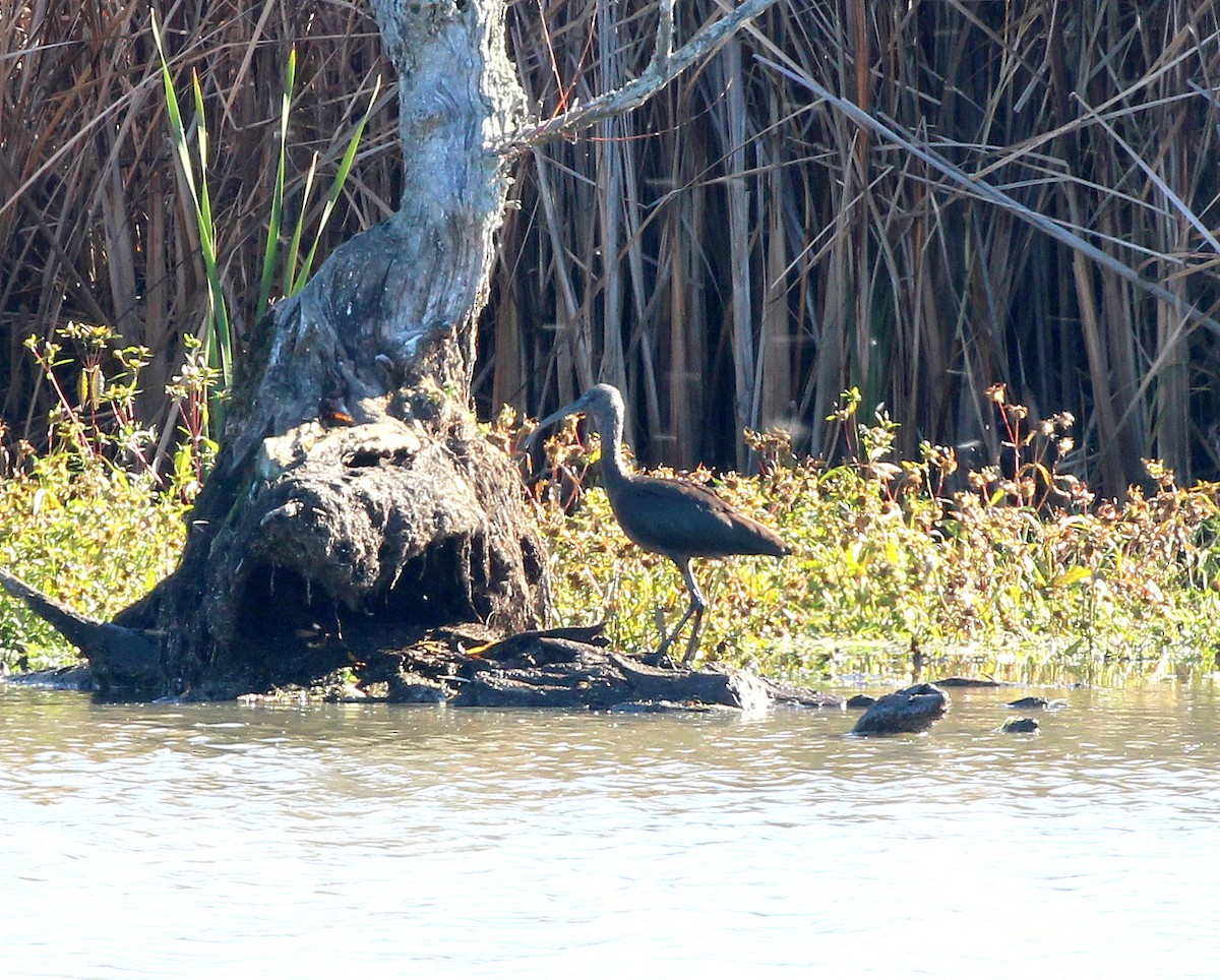 Glossy Ibis - ML644219608