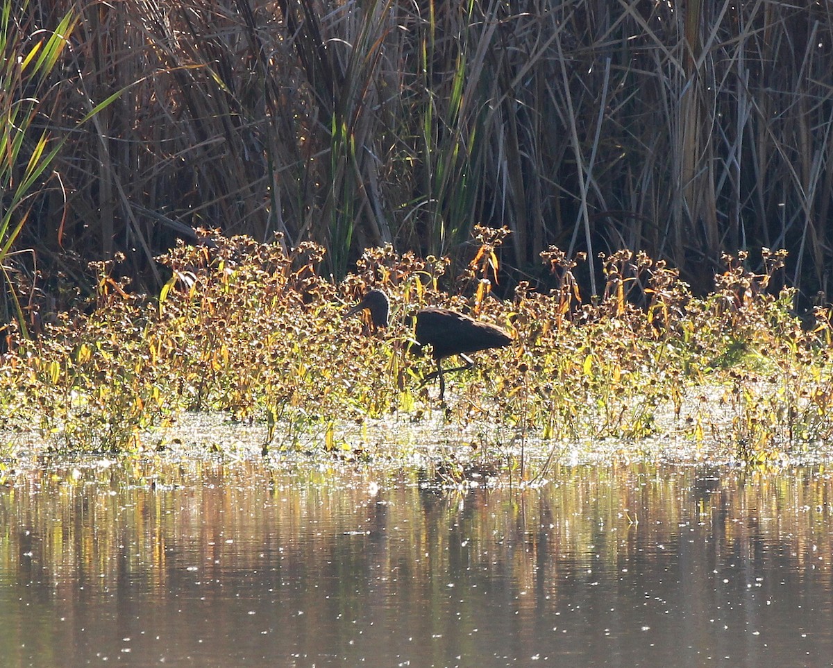 Glossy Ibis - ML644219609