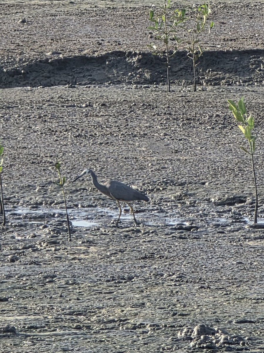 カオジロサギ - ML644219619