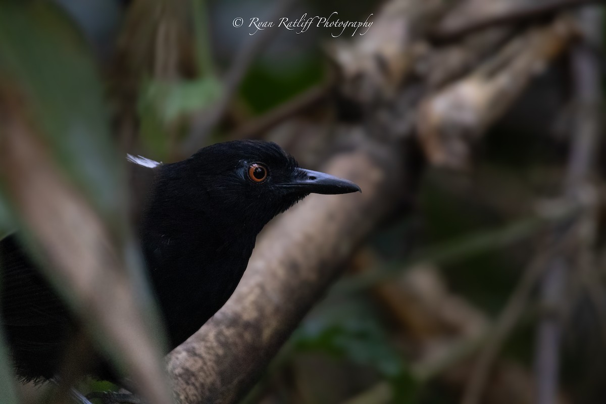 Goeldi's Antbird - ML644219621