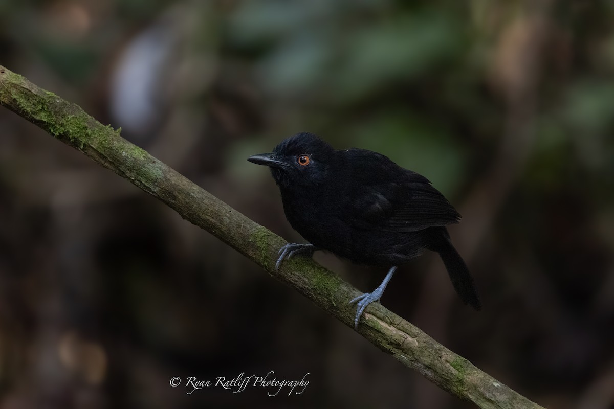 Goeldi's Antbird - ML644219622