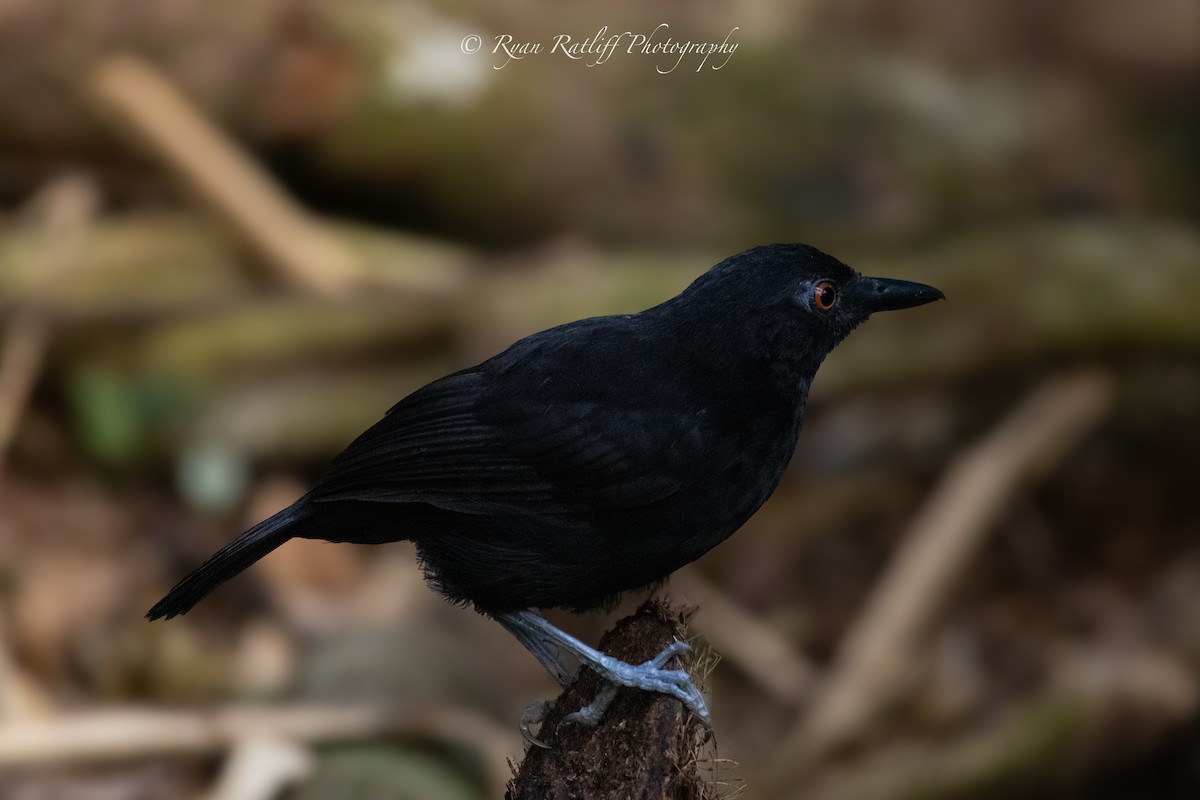 Goeldi's Antbird - ML644219623