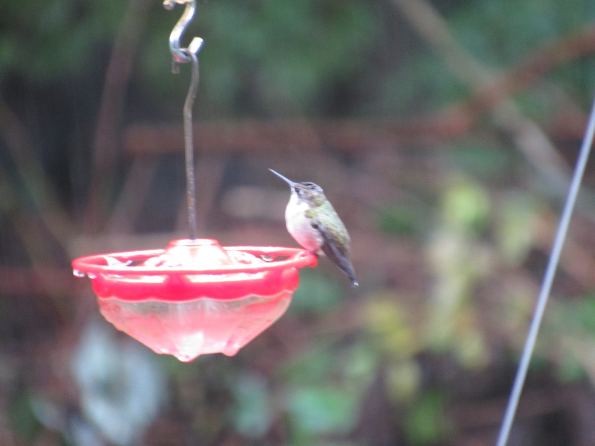 Ruby-throated Hummingbird - ML644219624