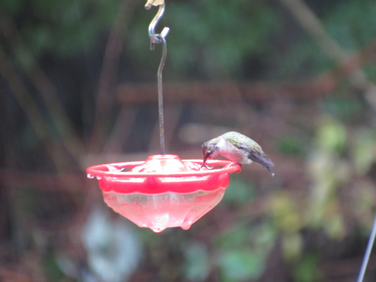 Ruby-throated Hummingbird - ML644219632