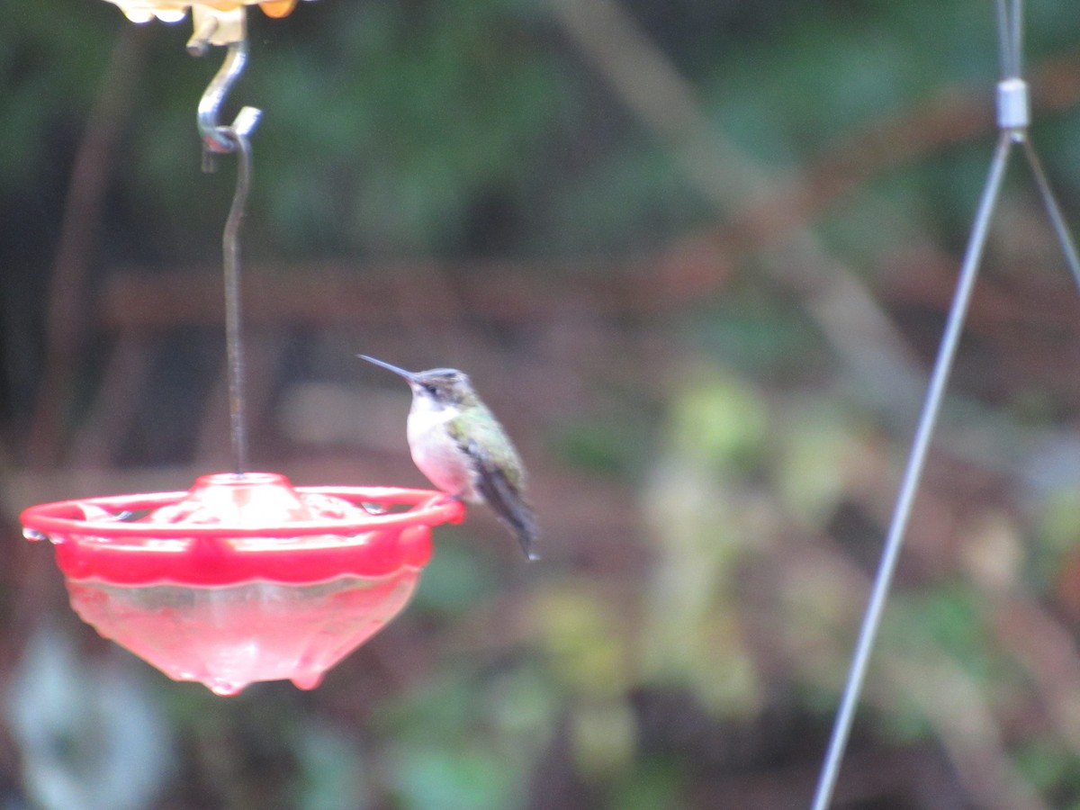 Ruby-throated Hummingbird - ML644219634